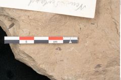 Foto (Detailansicht) von Podocarpus parkeri Ettingshausen (NHMW-GEO-2024-0188-11462)